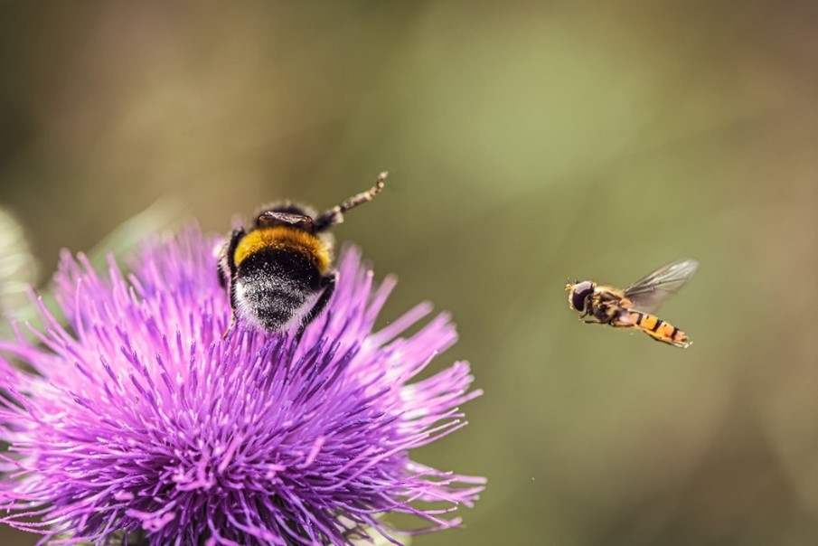 Disteln: trockenheitsverträgliche und begehrte Dauerblüher